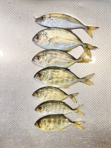 メッキの釣果