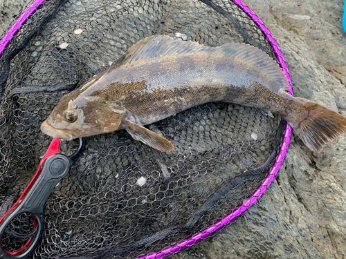 アイナメの釣果