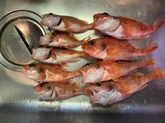 ユメカサゴの釣果