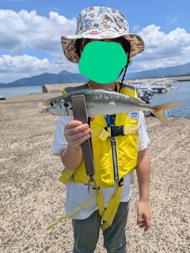 アオアジの釣果