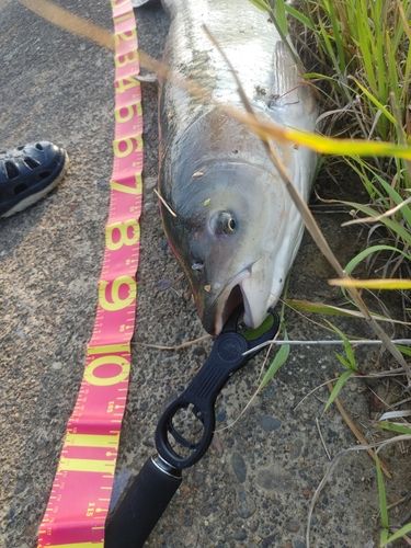ソウギョの釣果
