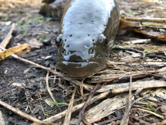 ライギョの釣果