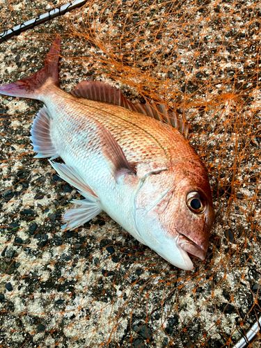 マダイの釣果