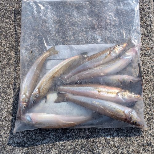 シロギスの釣果