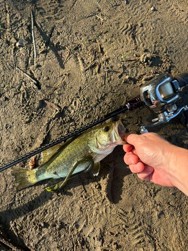 ラージマウスバスの釣果