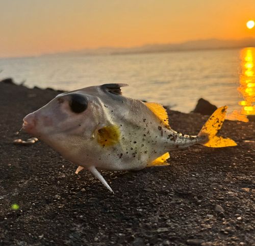 ギマの釣果