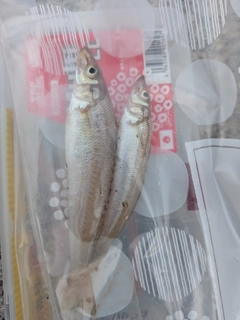 キスの釣果
