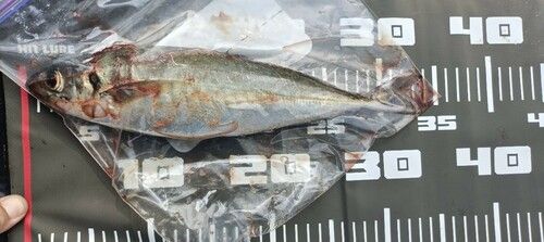アジの釣果