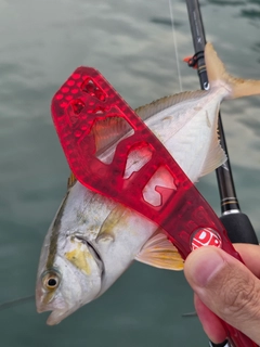 ショゴの釣果