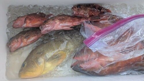 キスの釣果