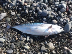 マルソウダの釣果