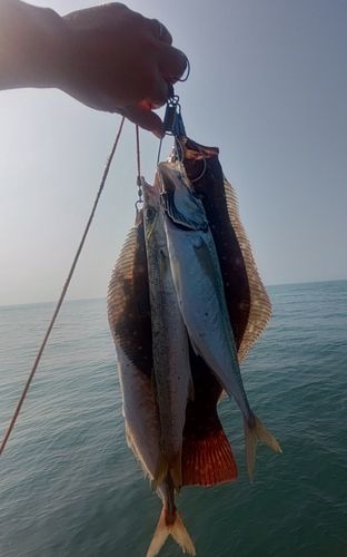 ヒラメの釣果