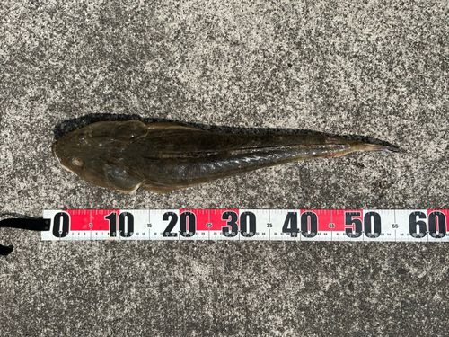 マゴチの釣果