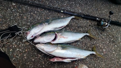 フクラギの釣果