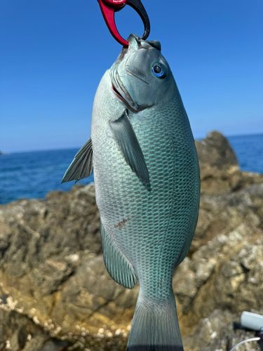 メジナの釣果