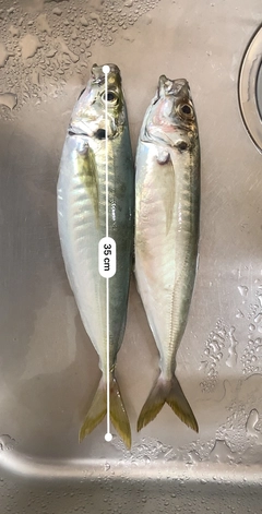 マルアジの釣果