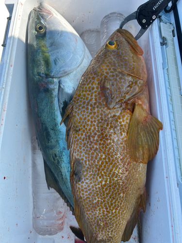 キジハタの釣果