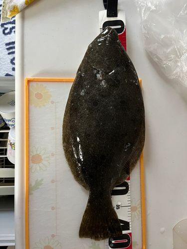 ヒラメの釣果