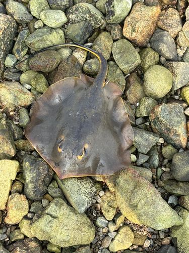 アカエイの釣果