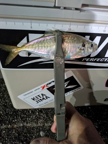 マアジの釣果