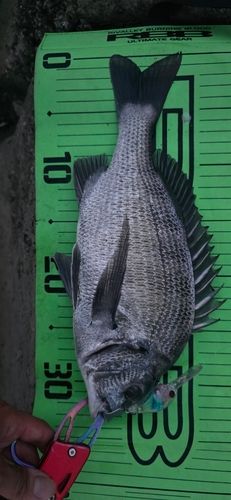 チヌの釣果