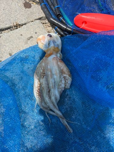タコの釣果