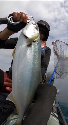 ワラサの釣果