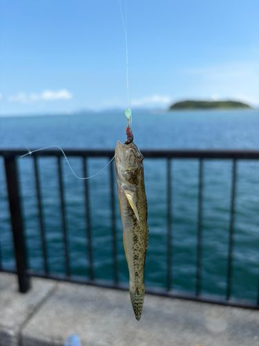 釣果