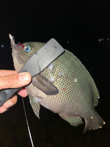 グレの釣果