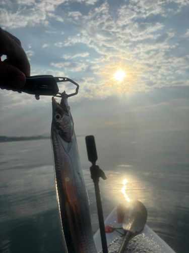タチウオの釣果