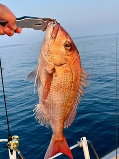 タイの釣果