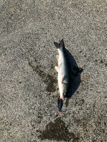 ウグイの釣果