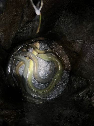 ウナギの釣果