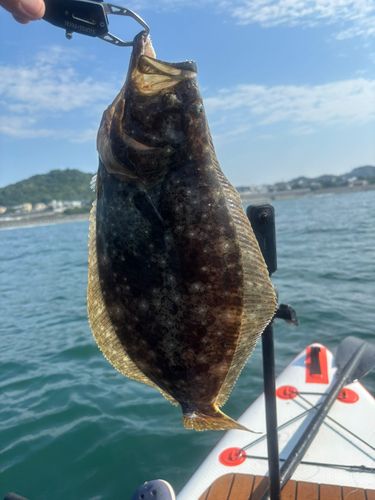 ヒラメの釣果