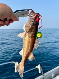 アラの釣果