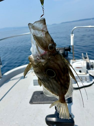 マトウダイの釣果