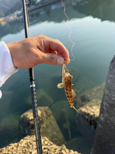 エソの釣果