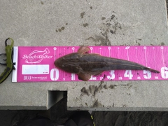 マゴチの釣果