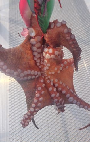 タコの釣果