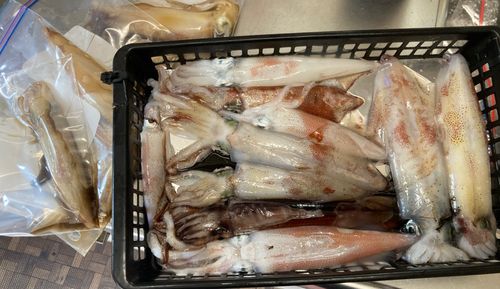 ケンサキイカの釣果