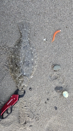 ソゲの釣果