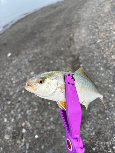 カマスの釣果