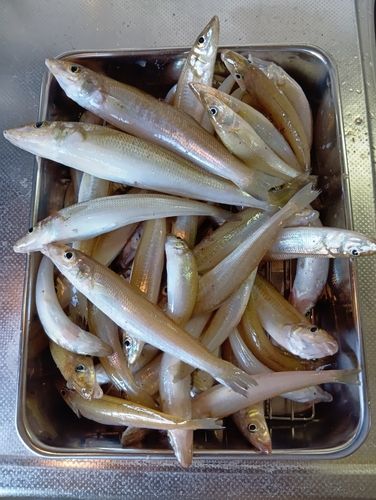 釣果
