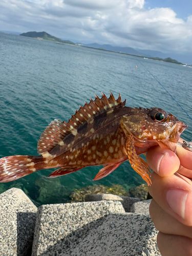 アラカブの釣果