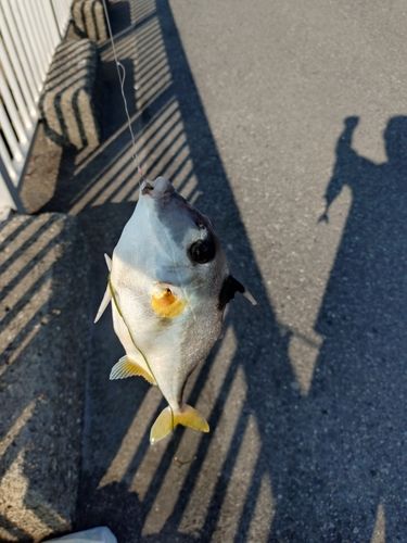 ギマの釣果