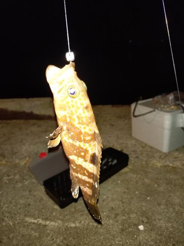 キジハタの釣果