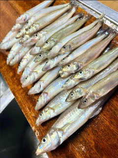 キスの釣果