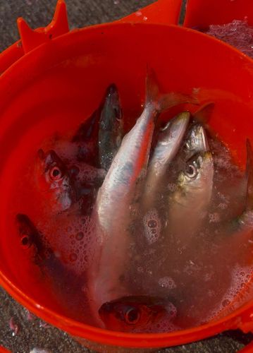 マイワシの釣果