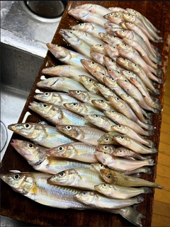 キスの釣果