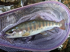 ヤマメの釣果